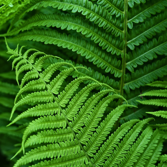 naturaleza